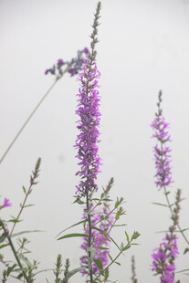千屈菜紫色花卉特写