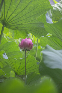 粉色荷花绽放于绿叶间