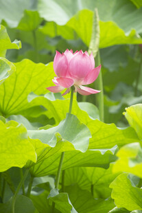 粉色荷花绽放于绿叶间