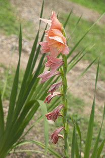 田野中的粉色唐菖蒲