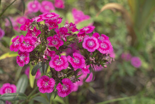 石竹花