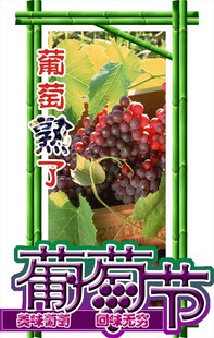 葡萄节