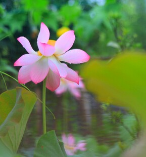 娇艳荷花绽放于绿意间