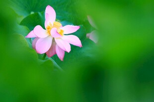 娇艳粉花绽放于绿意间