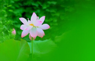 清新绽放的美丽白莲花