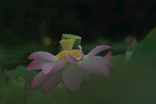 青蛙坐于粉色荷花之上