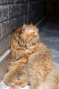 橘色长毛猫惬意躺卧