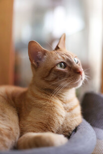 橘猫惬意躺卧望远方