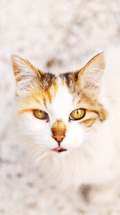 可爱三色猫特写