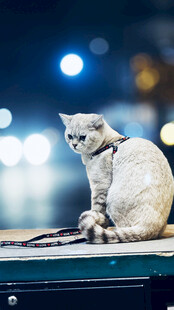 优雅猫咪端坐于台