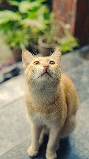 仰头橘猫