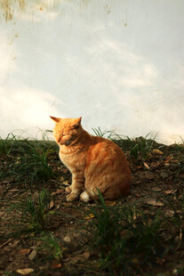 草地上的橘猫