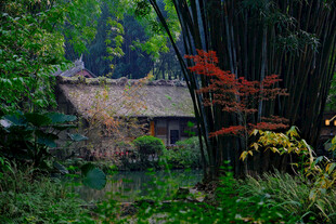 林间小屋隐于葱郁景致中