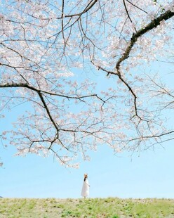 樱花