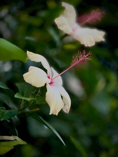 白色木槿花绽放