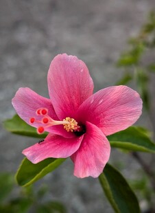 娇艳粉色木槿花特写