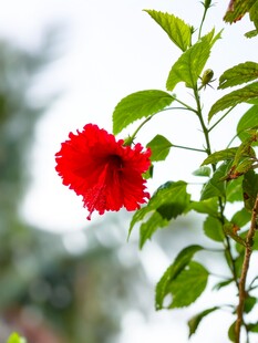 娇艳红扶桑花