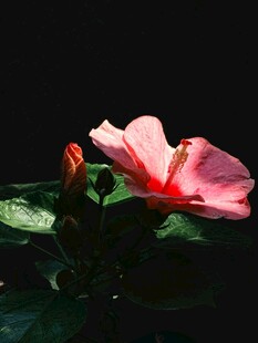 娇艳粉色木槿花