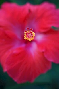 娇艳红扶桑花特写