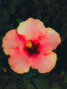 娇艳木槿花