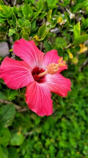 娇艳粉色扶桑花特写