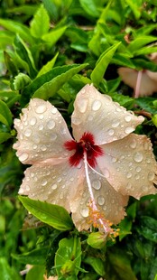带露木槿花