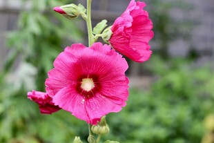 娇艳蜀葵花