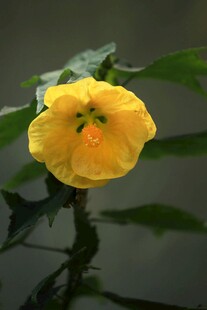 黄色木槿花