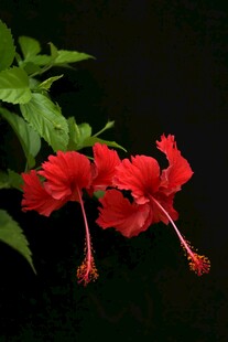 娇艳朱槿花