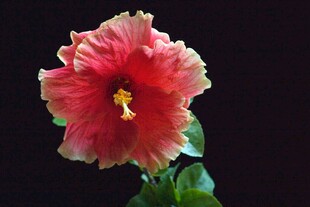 艳丽朱槿花
