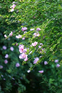 蔷薇花 