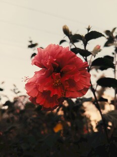 夕阳下的艳丽木槿花