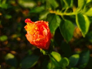 娇艳木槿花