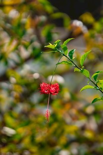 娇艳木槿花