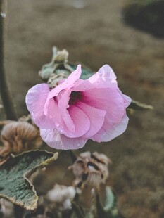 粉色木槿花