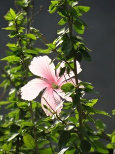 粉色木槿花绽放于绿叶间