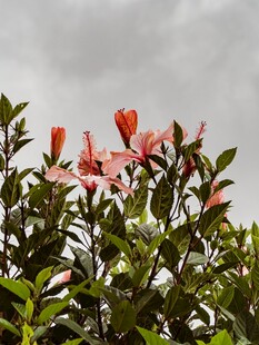 粉色绽放的木槿花