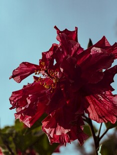 深红扶桑花绽放蓝天