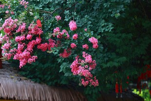 粉色木槿花