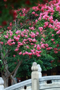 围栏旁盛开的木槿花