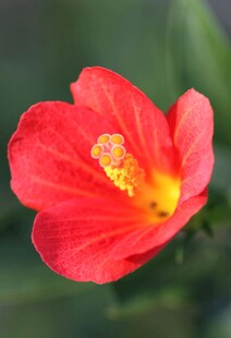 娇艳红槿花