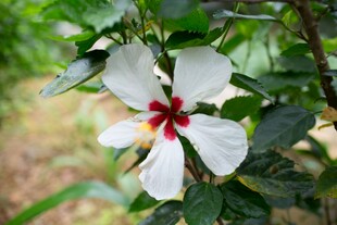 白色扶桑花绽放绿叶间