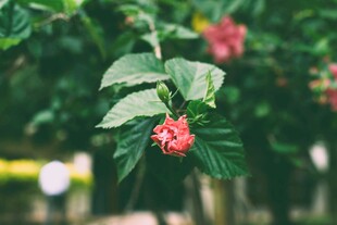 娇艳木槿花