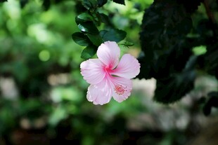 娇艳粉色扶桑花特写