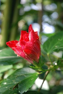娇艳木槿花