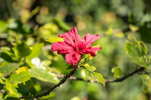 娇艳木槿花