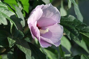淡紫色木槿花特写