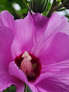 娇艳紫色木槿花特写