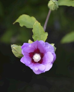 紫色单朵蜀葵花特写