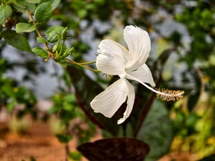 白色木槿花特写